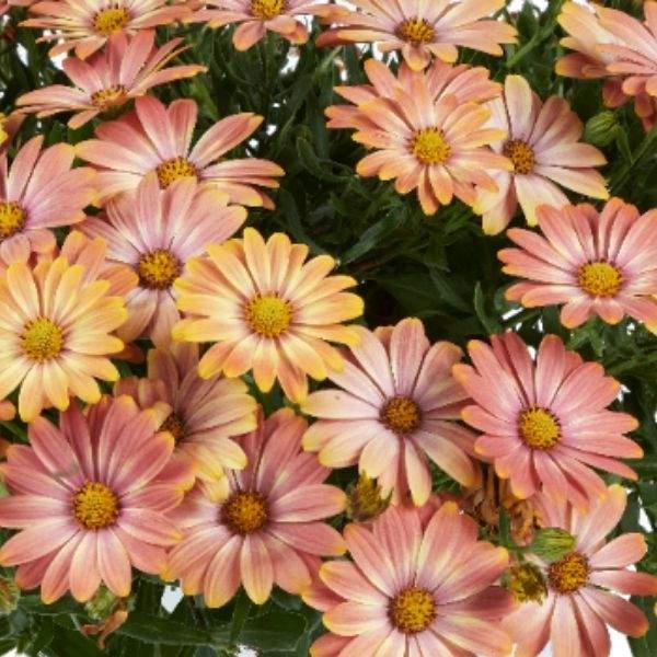 cade-daybreak-osteospermum.jpg