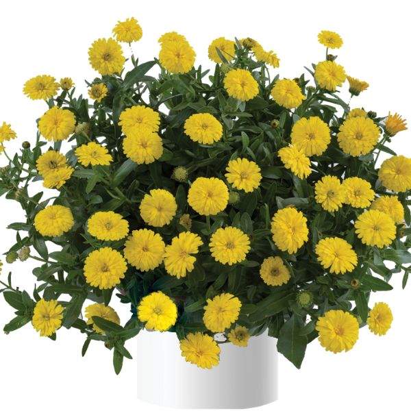 calendula-cheers-yellow-calendula-1660231117.jpg