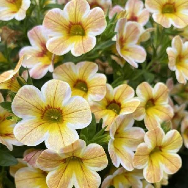 Calibrachoa