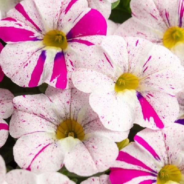 Calibrachoa Caliloco Graffitti