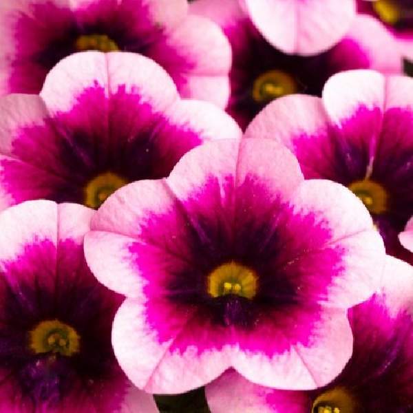 Calibrachoa Caliloco Mirage