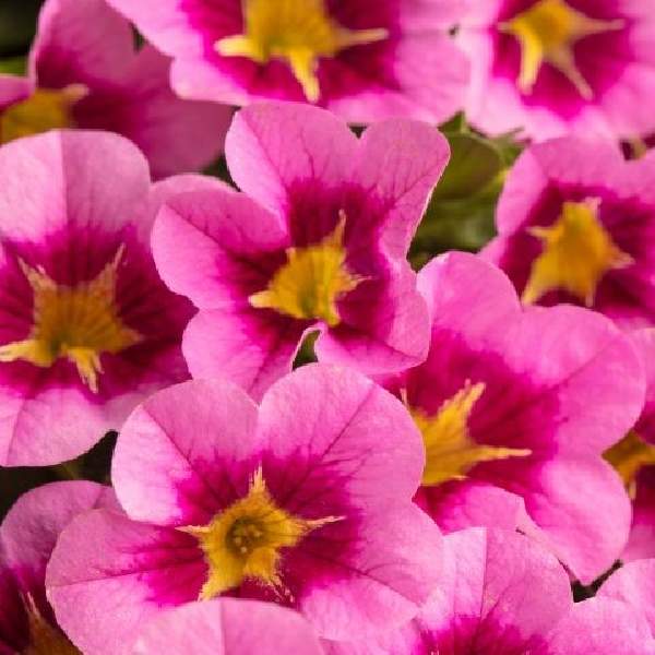 calibrachoa-caliloco-pink-squish-calibrachoa-1724955754.jpg