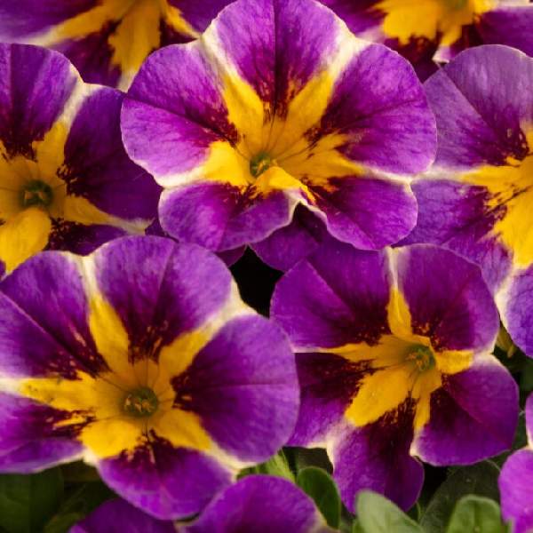 Calibrachoa Caliloco Plum Trouble
