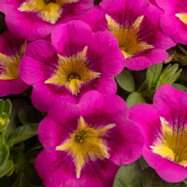 Calibrachoa Caliloco Razzle Dazzle