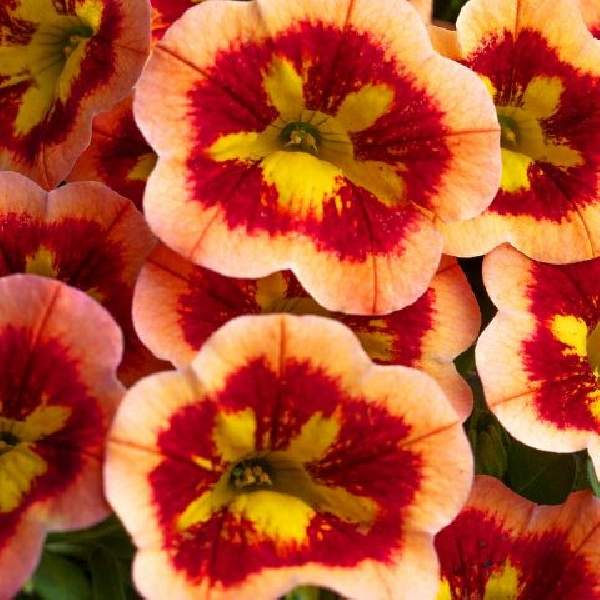 calibrachoa-caliloco-spicy-honey-calibrachoa-1724955942.jpg