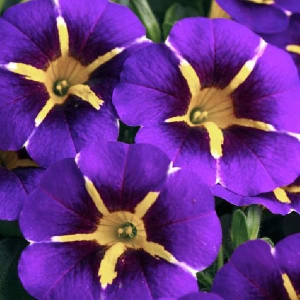 calibrachoa-caliloco-starfire-blue-calibrachoa-1724955984.jpg