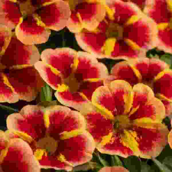 Calibrachoa Caliloco Starfire Orange