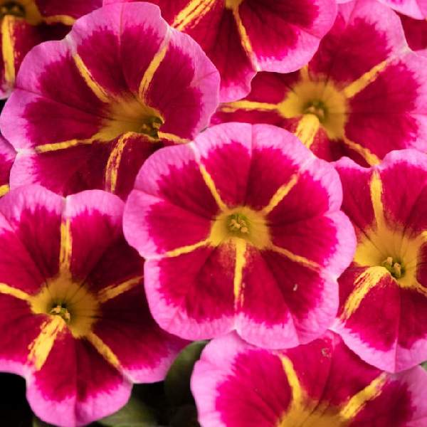 Calibrachoa Caliloco Starfire Rose