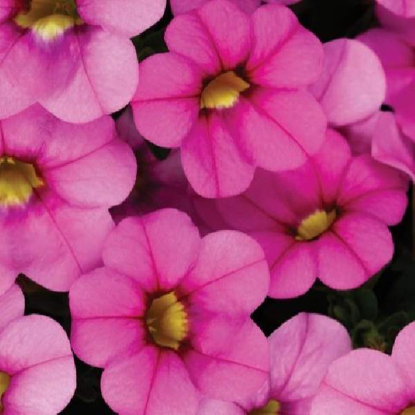 Calibrachoa Calitastic Ballerina