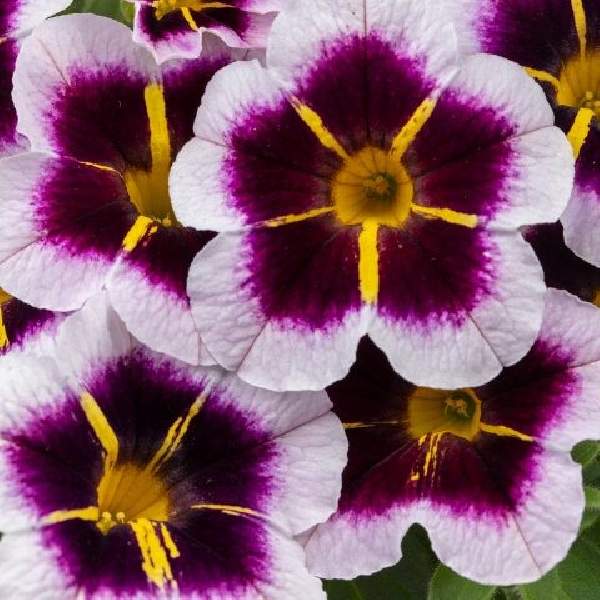 Calibrachoa Calitastic Bordeaux Star