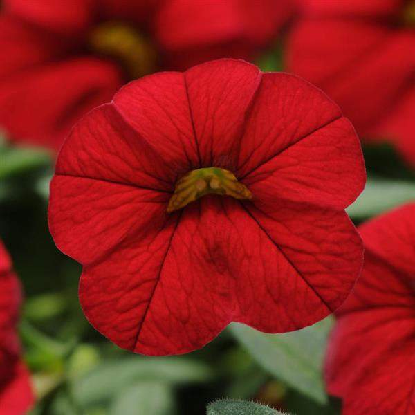calibrachoa-calitastic-bright-red-calibrachoa-1724957309.jpg