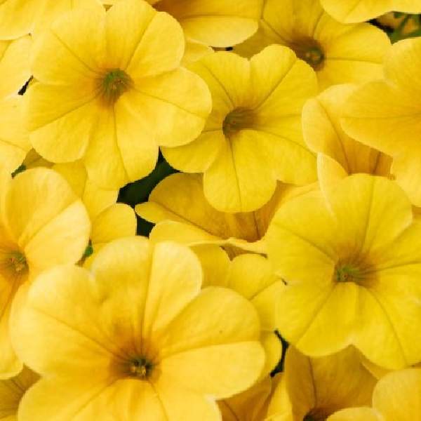 Calibrachoa Calitastic Butter
