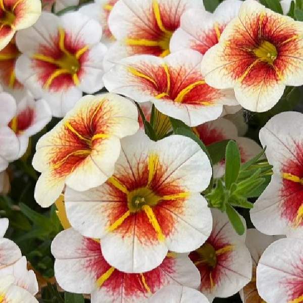 Calibrachoa Calitastic Cappucino