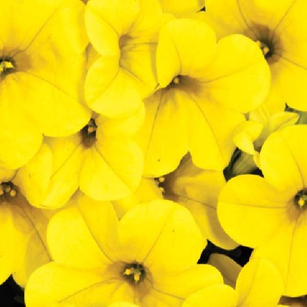 calibrachoa-calitastic-gold-calibrachoa-1724957457.jpg