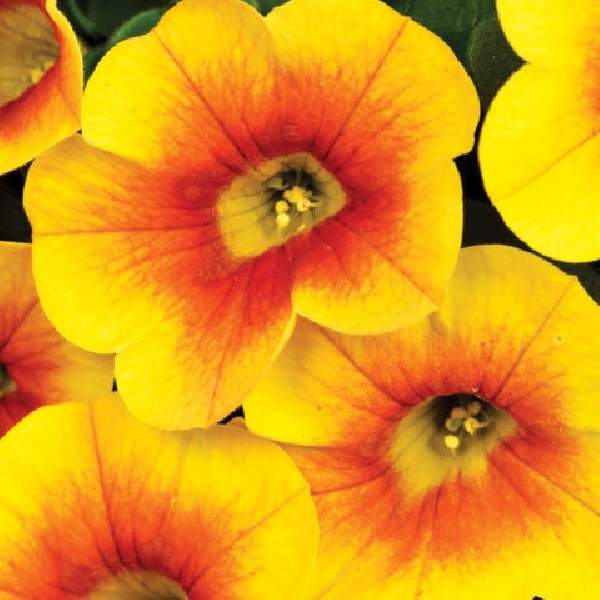 Calibrachoa Calitastic Mango