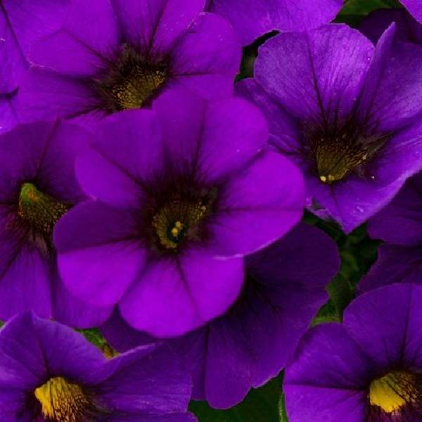calibrachoa-calitastic-noble-blue-calibrachoa-1724957601.jpg
