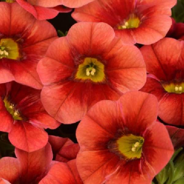 Calibrachoa Calitastic Papaya