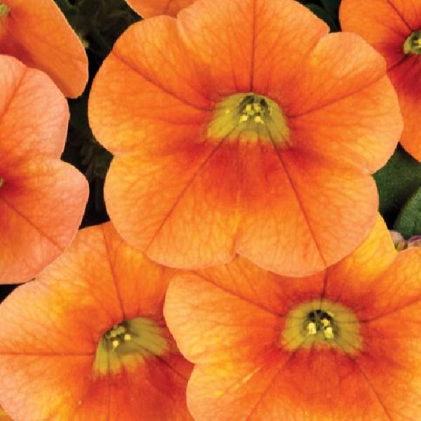 calibrachoa-calitastic-pumpkin-spice-calibrachoa-1724958028.jpg
