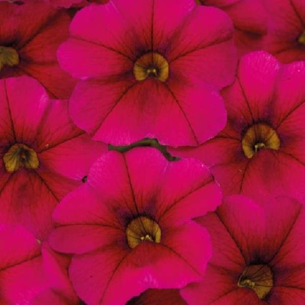 Calibrachoa Calitastic Raspberry