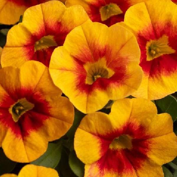calibrachoa-calitastic-sunset-calibrachoa-1724958141.jpg