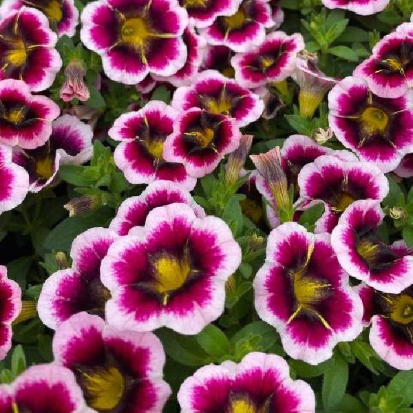 calibrachoa-calitastic-tricolor-pink-calibrachoa-1724958184.jpg