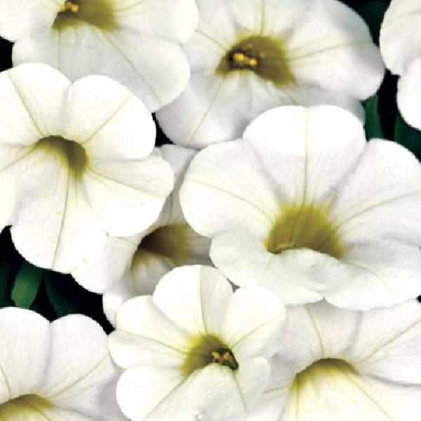 calibrachoa-calitastic-white-calibrachoa-1724958526.jpg