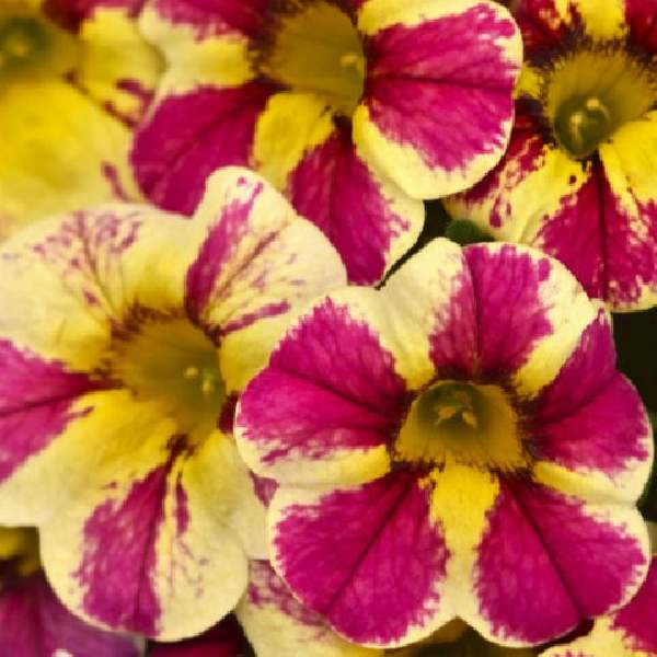 calibrachoa-candy-shop-candy-bouquet-calibrachoa-1724958567.jpg