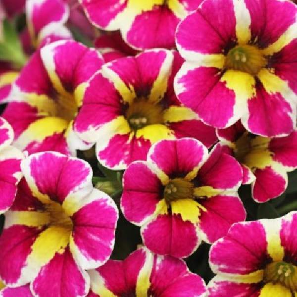 Calibrachoa Candy Shop Fancy Berry