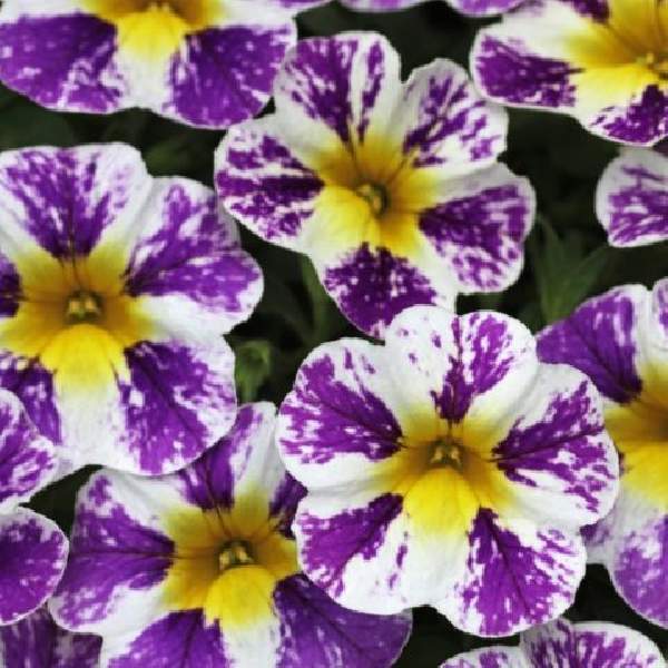 calibrachoa-candy-shop-grape-splash-calibrachoa-1724958797.jpg
