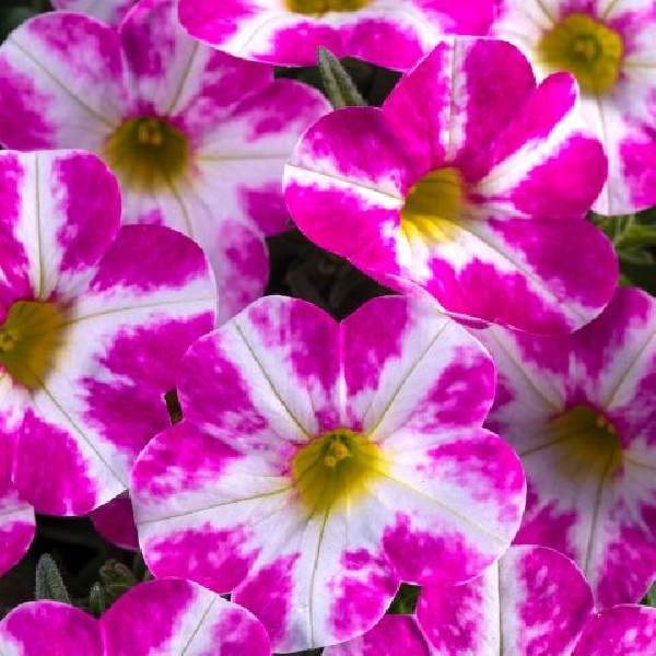 calibrachoa-candy-shop-milky-pink-calibrachoa-1724958854.jpg