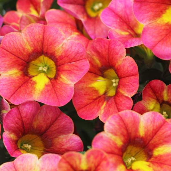Calibrachoa Chameleon Atomic Orange