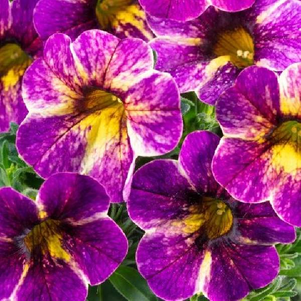 calibrachoa-chameleon-blackberry-pie-calibrachoa-1689795257.jpg