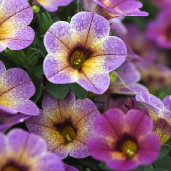 Calibrachoa Chameleon Blueberry Scone