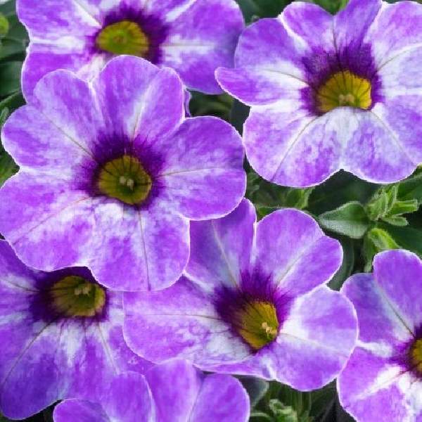 calibrachoa-chameleon-frozen-ice-calibrachoa-1689795362.jpg