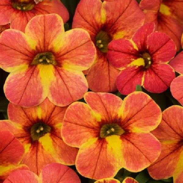 calibrachoa-chameleon-indian-summer-calibrachoa-1689795310.jpg