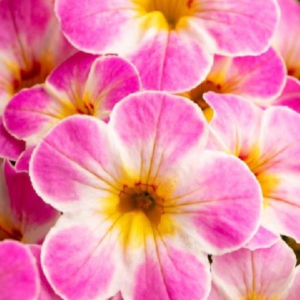 Calibrachoa Chameleon Lemon Fros