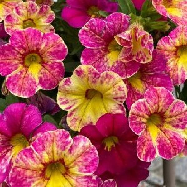 calibrachoa-chameleon-pink-splash-imp.-calibrachoa-1689795801.jpg