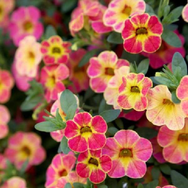 Calibrachoa Chameleon Sunshine Berry