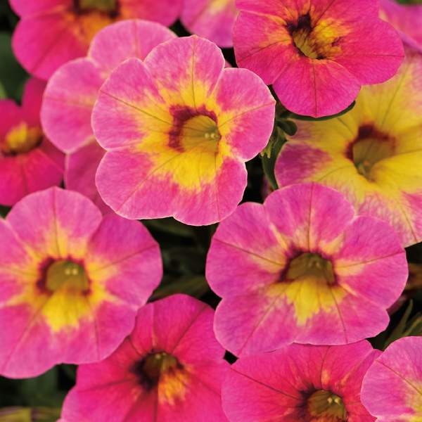 calibrachoa-chameleon-tart-deco-calibrachoa-1689796262.jpg