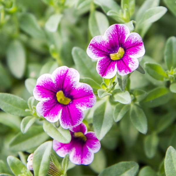CALIBRACHOA CHERRY CRUSH