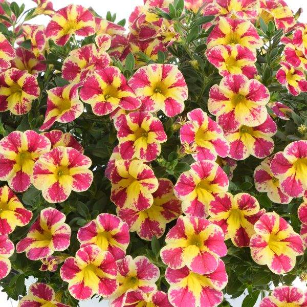 calibrachoa-colibri-abstract-guava-calibrachoa-1659378061.jpg
