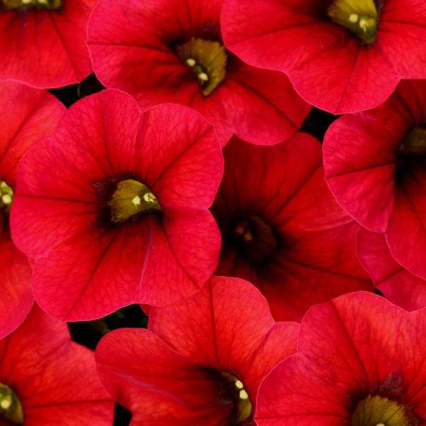 CALIBRACHOA COLIBRI BRIGHT RED