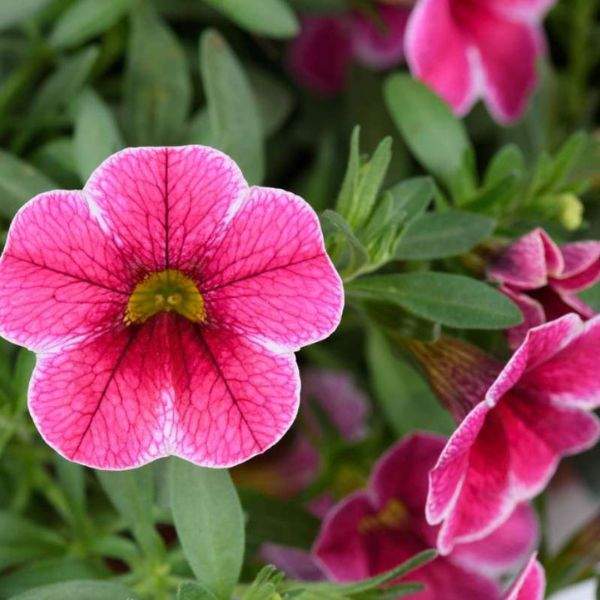 calibrachoa-colibri-cherry-lace-calibrachoa-1659378087.jpg