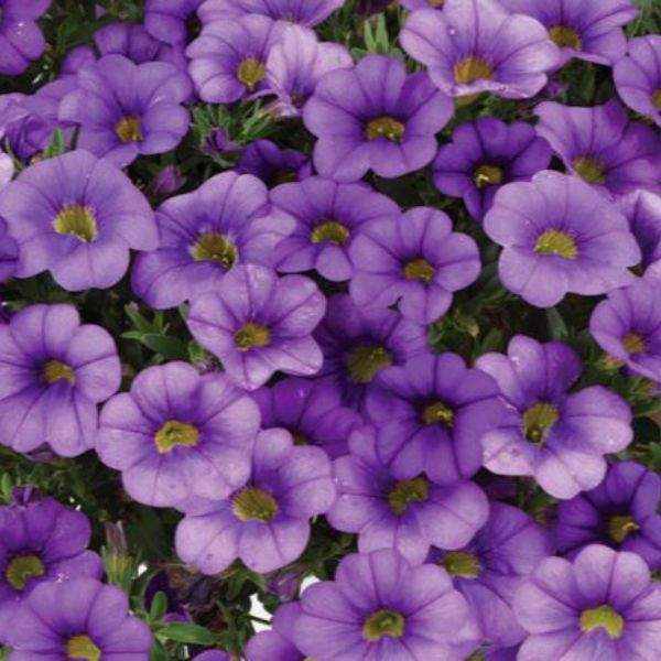 CALIBRACHOA COLIBRI DARK LAVENDER