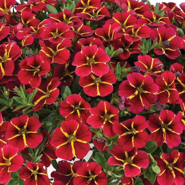CALIBRACHOA COLIBRI EXOTIC RED BLING