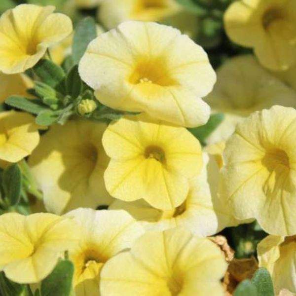 CALIBRACHOA COLIBRI LEMON