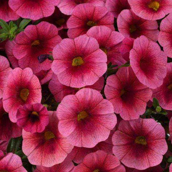 CALIBRACHOA COLIBRI MALIBU PINK