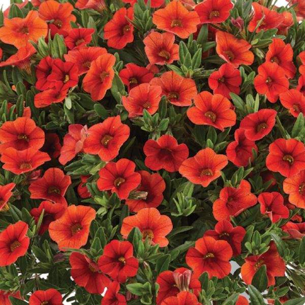 calibrachoa-colibri-orange-calibrachoa-1659378160.jpg