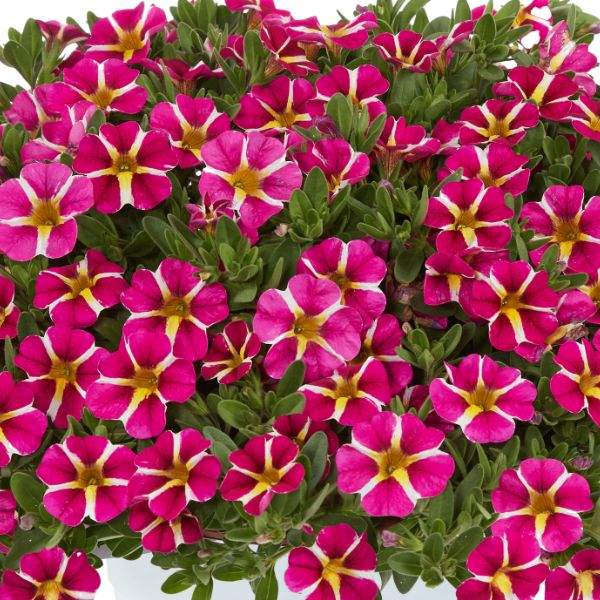 calibrachoa-colibri-pink-bling-calibrachoa-1659378190.jpg