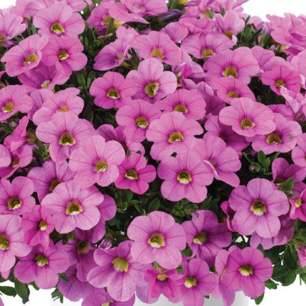CALIBRACHOA COLIBRI PINK FLAMINGO
